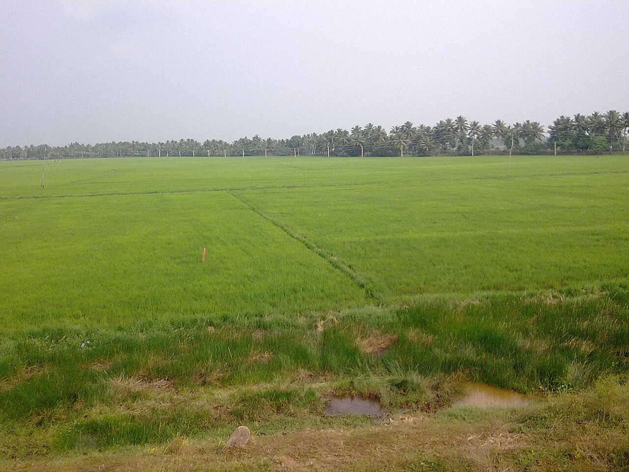 Green paddy fields in Kuttanad
