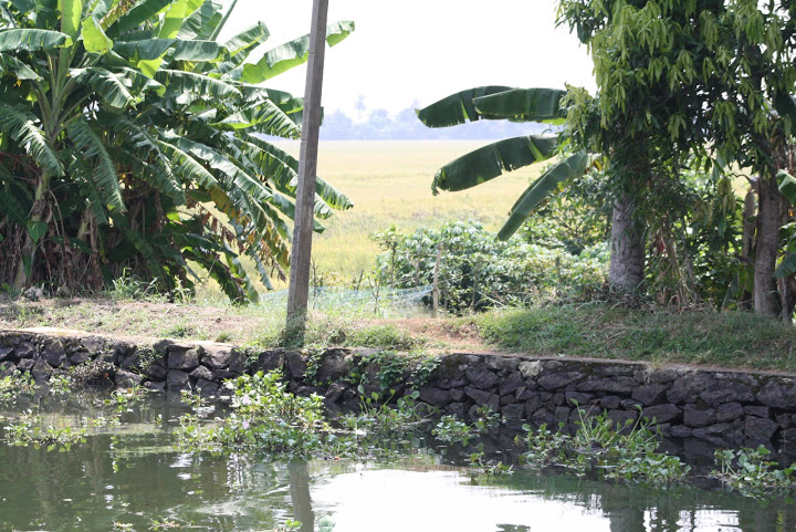 A canal running past fields and banana trees in Kuttanad